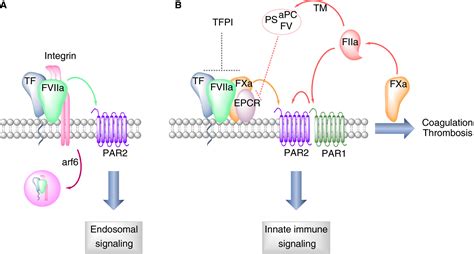 Signaling Pathways Of Tissue Factor Expression In