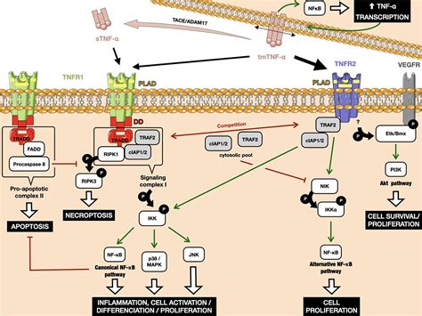 Full Download Signaling Pathways Of Tissue Factor Expression In 