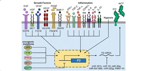 Full Download Signaling Pathways Of Tissue Factor Expression In 