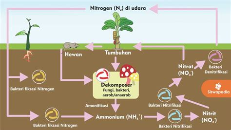 Siklus Nitrogen Langsung: Pupuk Alami Bagi Tanaman