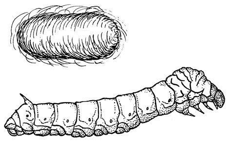 silkworm drawing