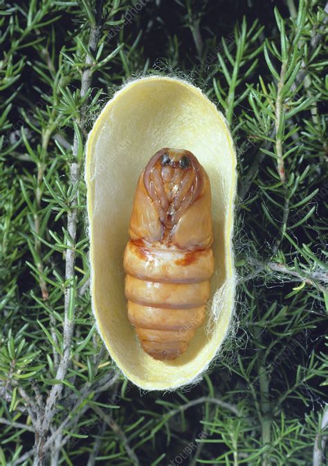 silkworm pupae
