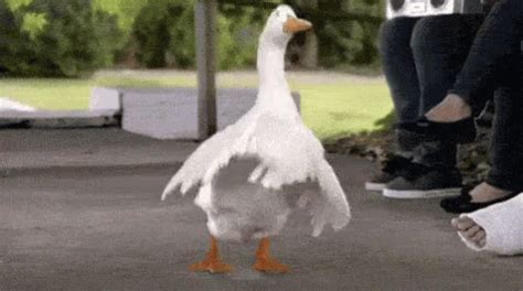 Silly goose gif