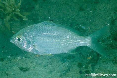 Silver Belly Fish