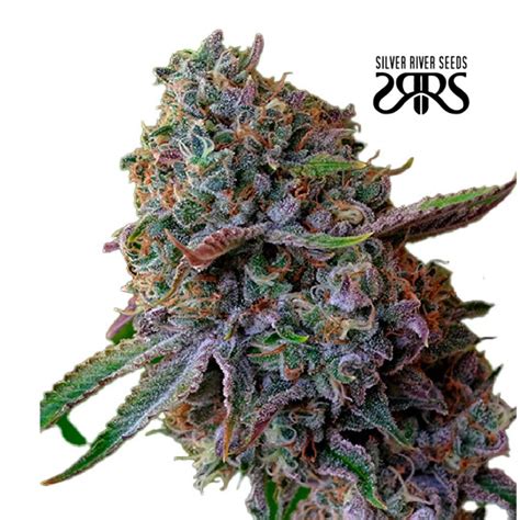 Silver River Seeds