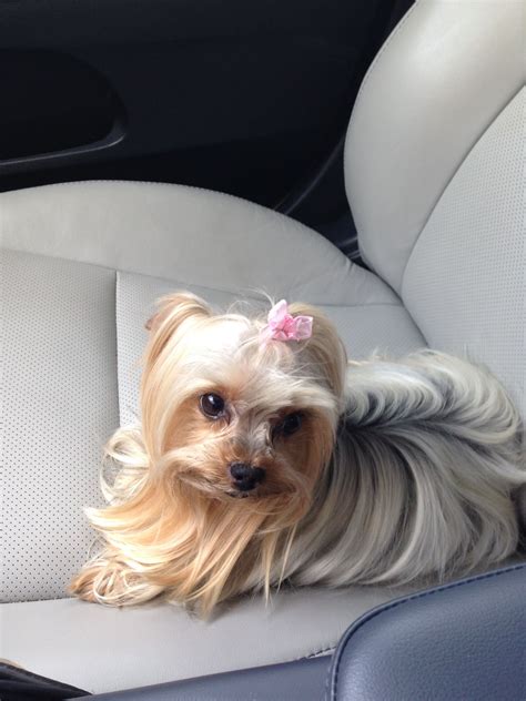 Silver Yorkie Puppy