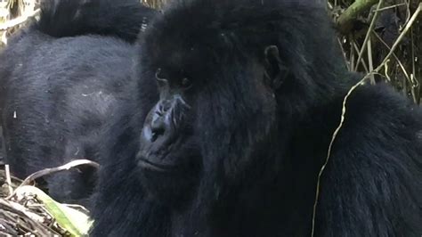 silverback attack