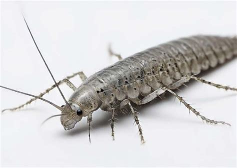 silverfiskar i badrum