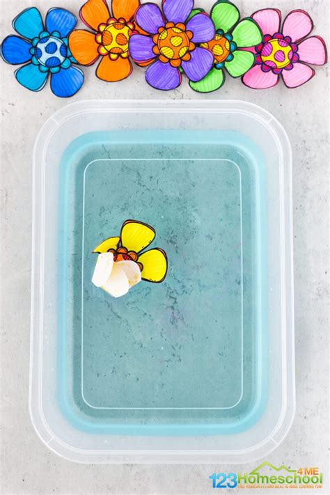 Simple Blooming Flowers Capillary Action Experiment Free Template Science Experiments With Flowers - Science Experiments With Flowers