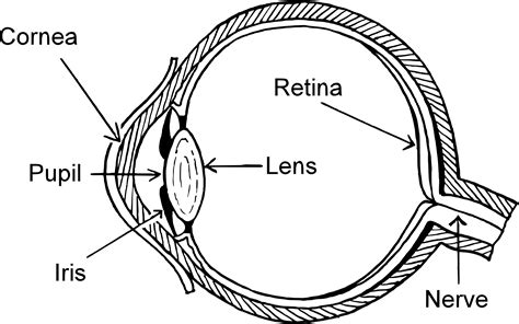 simple diagram of human eye