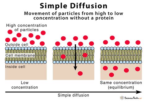 Simple Diffusion Sample Questions