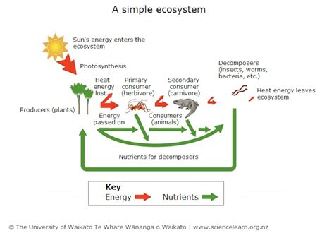 Simple Ecosystem Diagram