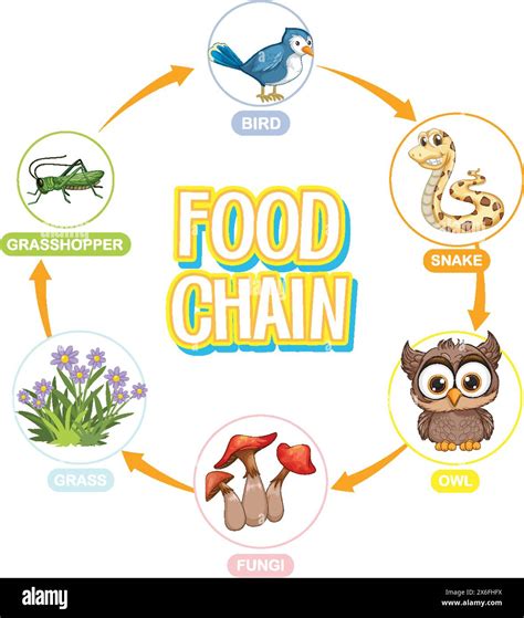 Simple Food Chain