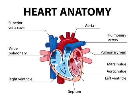 Simple Heart Diagram
