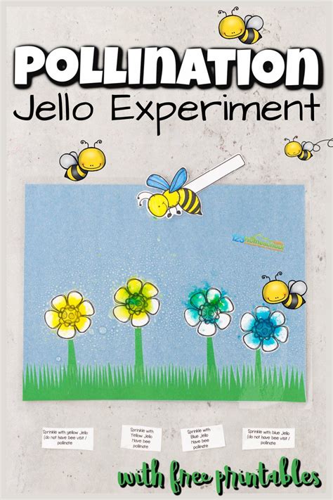Simple Jello Bee Pollination Experiment For Kids Jello Science Experiment - Jello Science Experiment