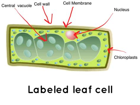Simple Leaf Cell Diagram For Kids