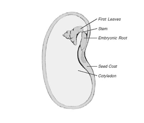 simple lima bean diagram to label