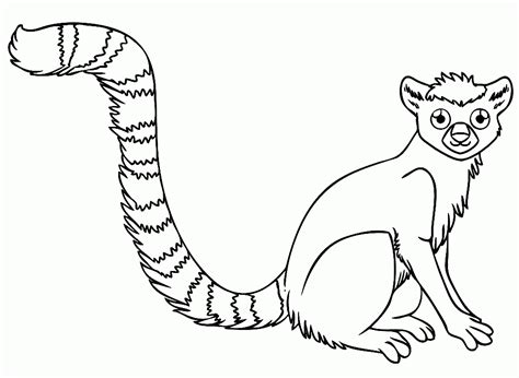 Simple Ring Tailed Lemur Coloring Page Coloringall Ring Tailed Lemur Coloring Page - Ring Tailed Lemur Coloring Page