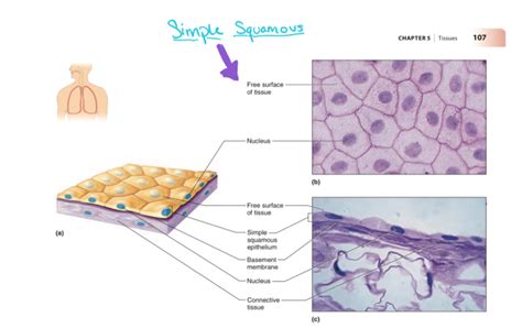 simple squamous epithelium Diagram Quizlet