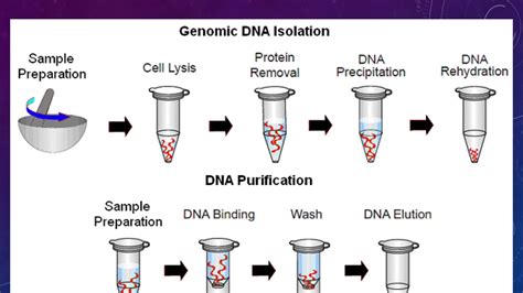 Download Simple Salting Out Method For Genomic Dna Extraction 