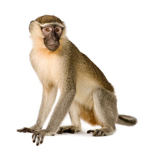 singe fond blanc