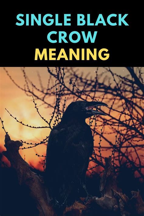 Single Black Crow Meaning