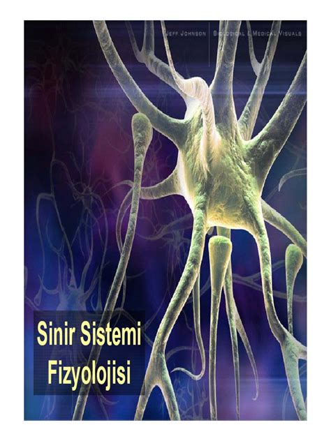 sinir sistemi fizyolojisi pdf