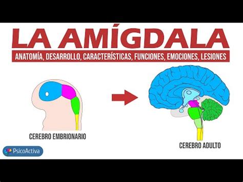 Sinônimo De Amígdala