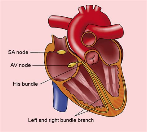 Sinoatrial Node Sa Node