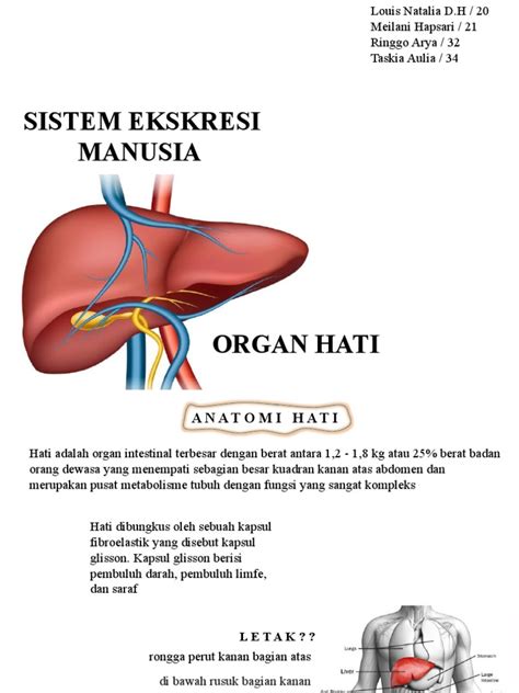 Sistem Eksresi Hati