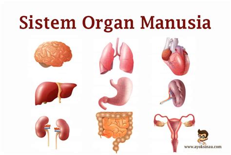 sistem organ tubuh manusia
