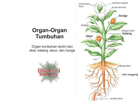 sistem organ yang tidak dimiliki oleh tumbuhan adalah