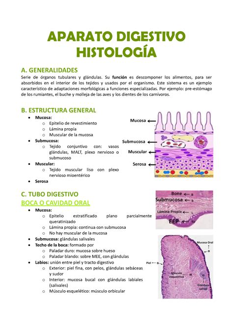 sistema digestivo histologia slideshare