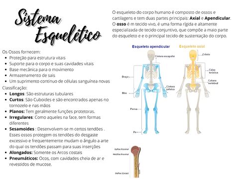Sistema Esqueletico Mapa Mental