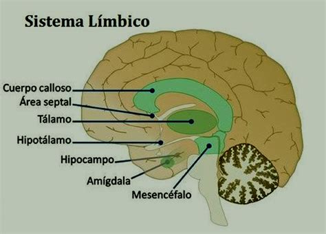 Sistema Limbico Funcion