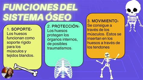 Sistema Oseo Función