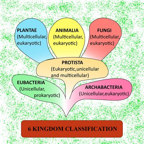 Six Kingdom Classification Multiple Question Test