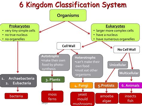 six kingdom system of classification answer key