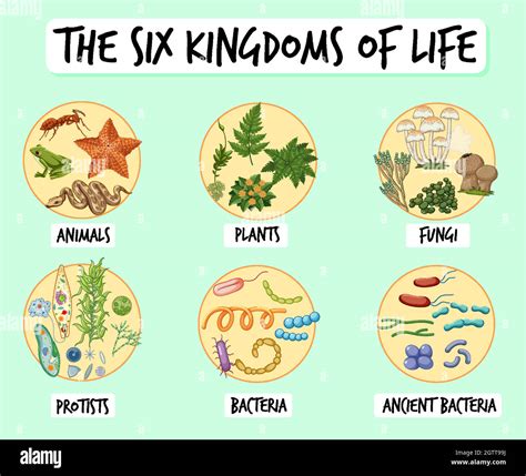 Six Kingdoms Of Life 6th Grade Science Worksheets Six Kingdoms Of Life Worksheet Answers - Six Kingdoms Of Life Worksheet Answers