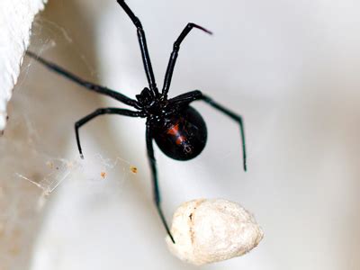 Six Legged Spider