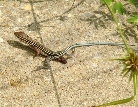 Six Lined Racerunner