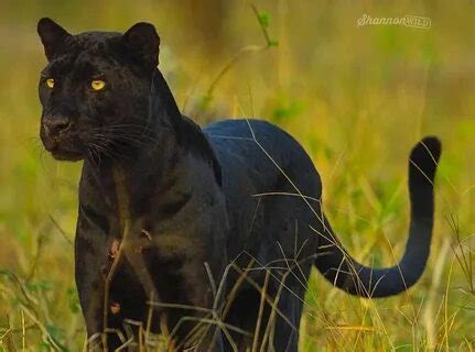 siyah puma +hayvan Yandex. 