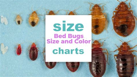 Size Of Bed Bugs Chart