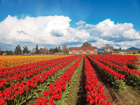 skagit washington