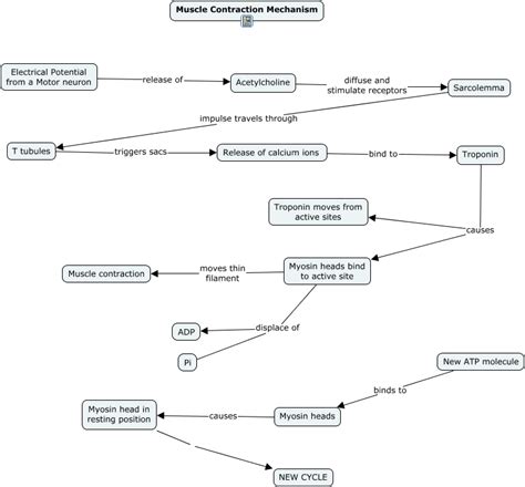 Skeletal Muscle Contraction Concept Map
