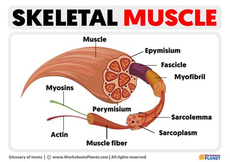Skeletal Muscle Form And Function 2nd Edition 2nd Second Edition By Macintosh Brian Gardiner Phillip Mccomas Alan 2005