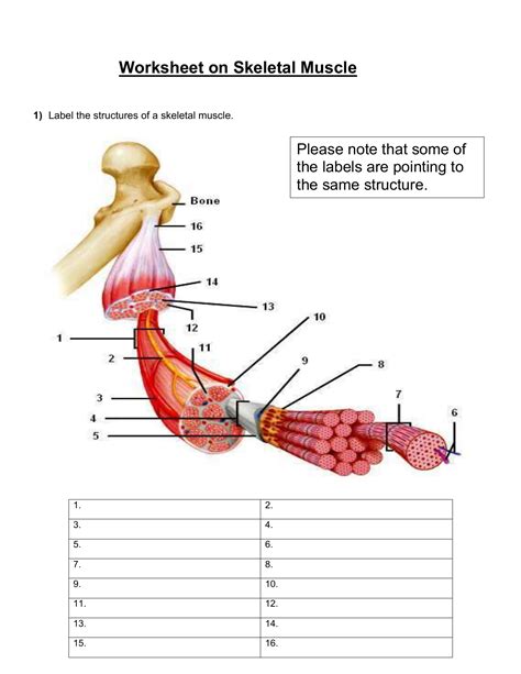 Skeletal Muscle Structure Printable Worksheet Skeletal Muscle Anatomy Worksheet - Skeletal Muscle Anatomy Worksheet