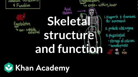 Skeletal Structure And Function Video Khan Academy Middle School Skeletal System - Middle School Skeletal System