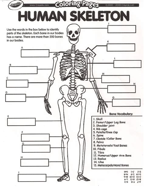 Skeletal System Activities For Middle School Science Middle School Skeletal System - Middle School Skeletal System