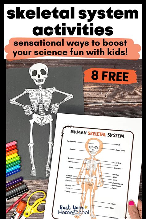 Skeletal System Activities Homeschool Den Middle School Skeletal System - Middle School Skeletal System